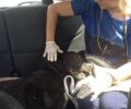 22-11-2018 στο Εφετείο Λάρισας η δίκη του άνδρα που έλιωσε σκύλο στην άσφαλτο στο Μακρυχώρι